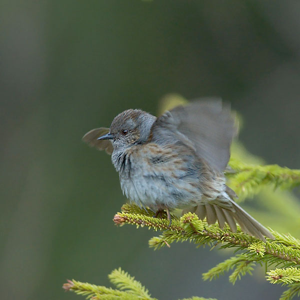 Rautiainen, Dunnock, Prunella modularis